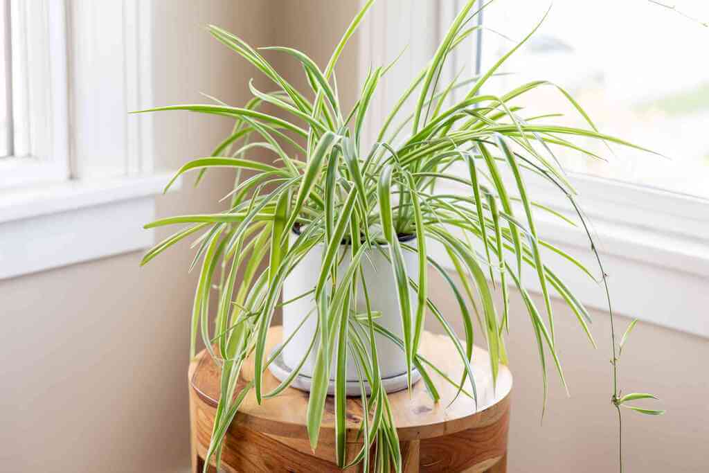 Plants for your Office