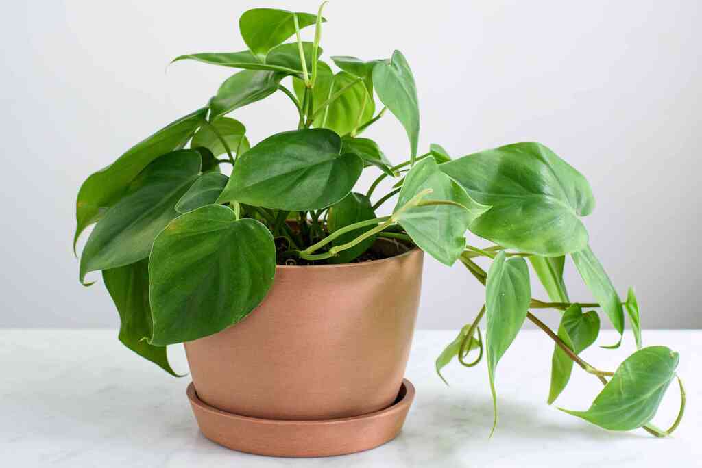Plants for your Office