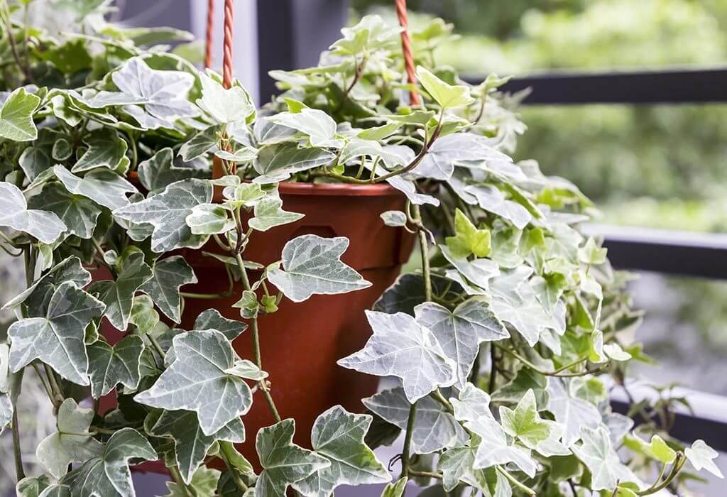 English Ivy Air Purifying Plant