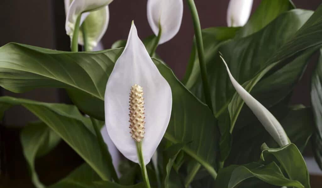 Peace Lily Air Purifying Plant