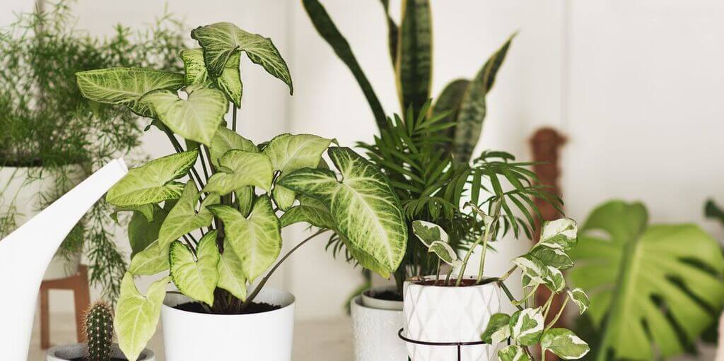Monstera Deliciosa Air Purifying Plant