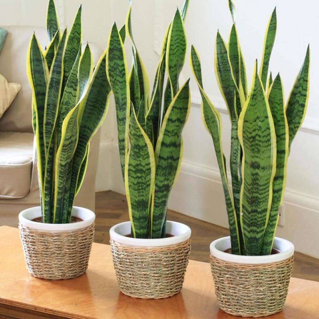 Snake Plant Air Purifying Plant