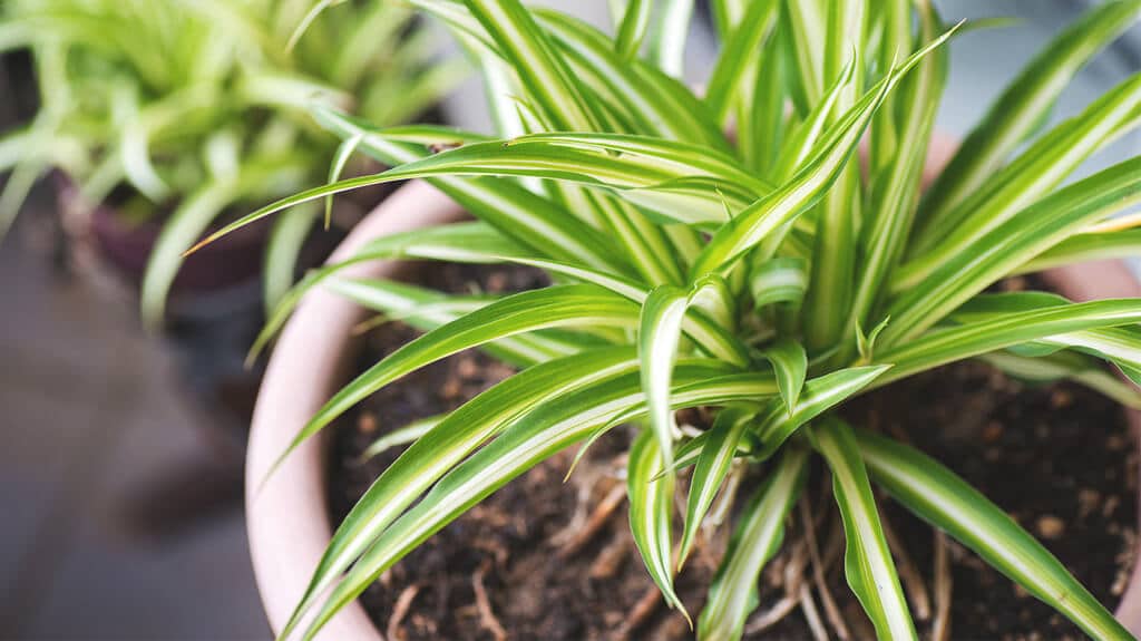Spider Plant Air Purifying Plant