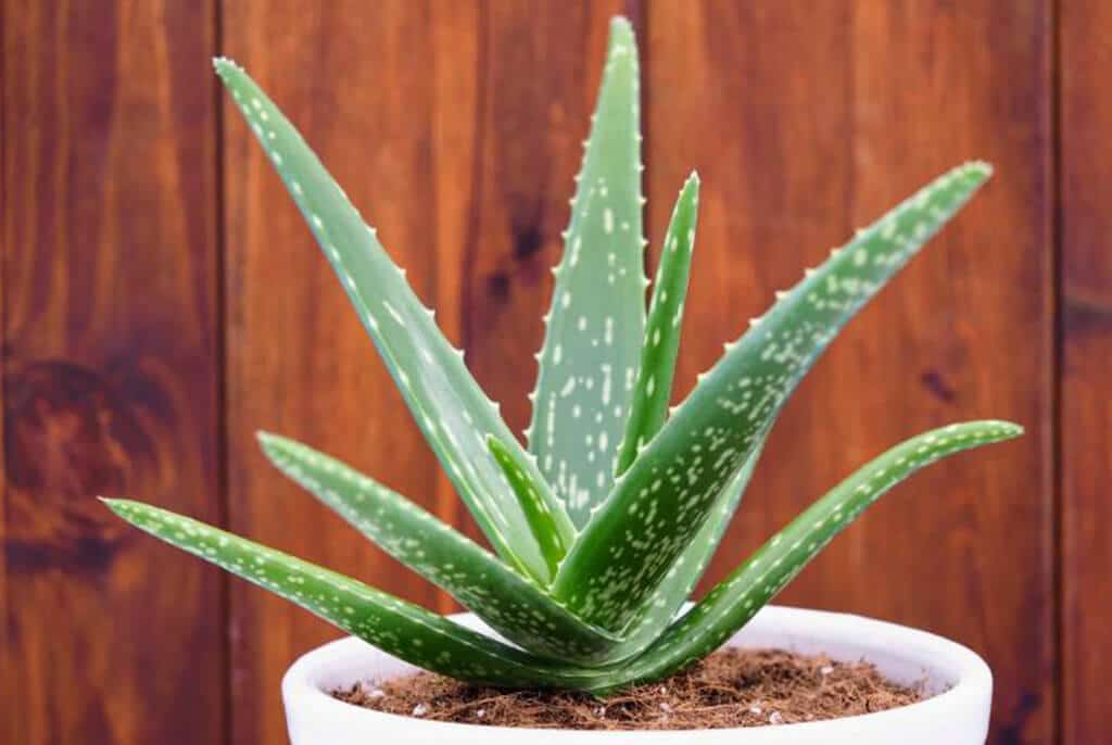 Aloe Vera Air Purifying Plant