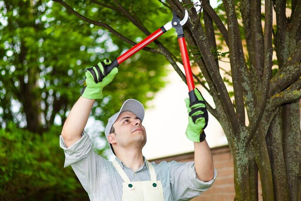 Trim the Trees Home Maintenance Practises