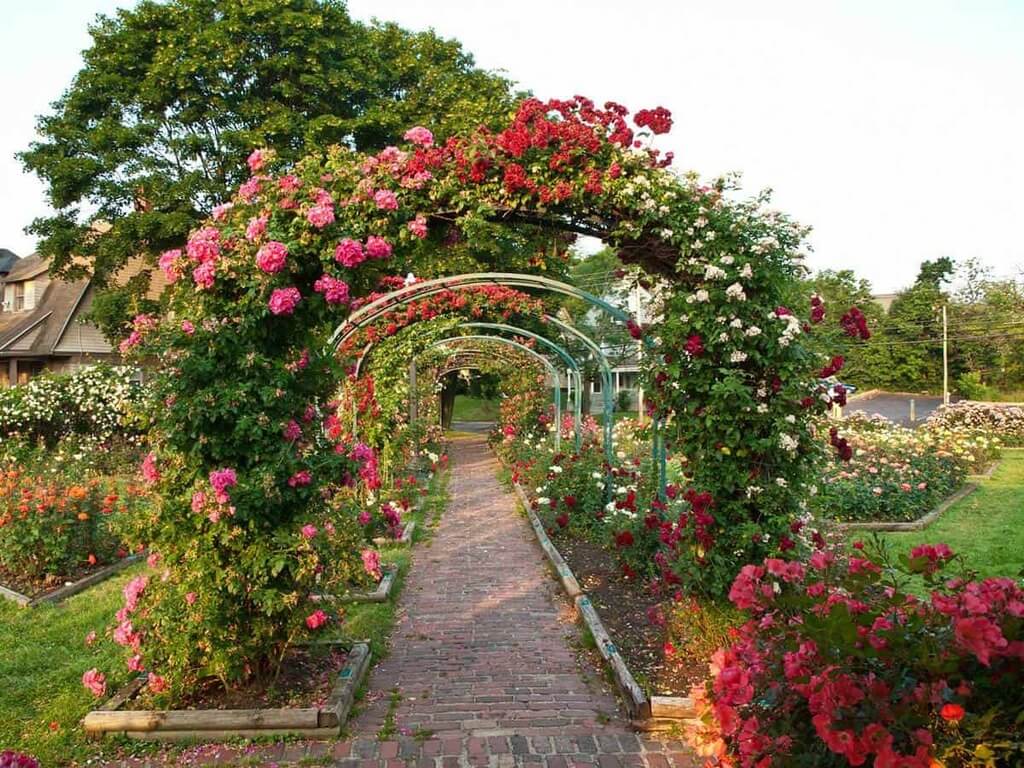 rose garden edging ideas