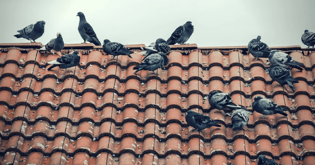 Animal Activity Causes of Roof Damage