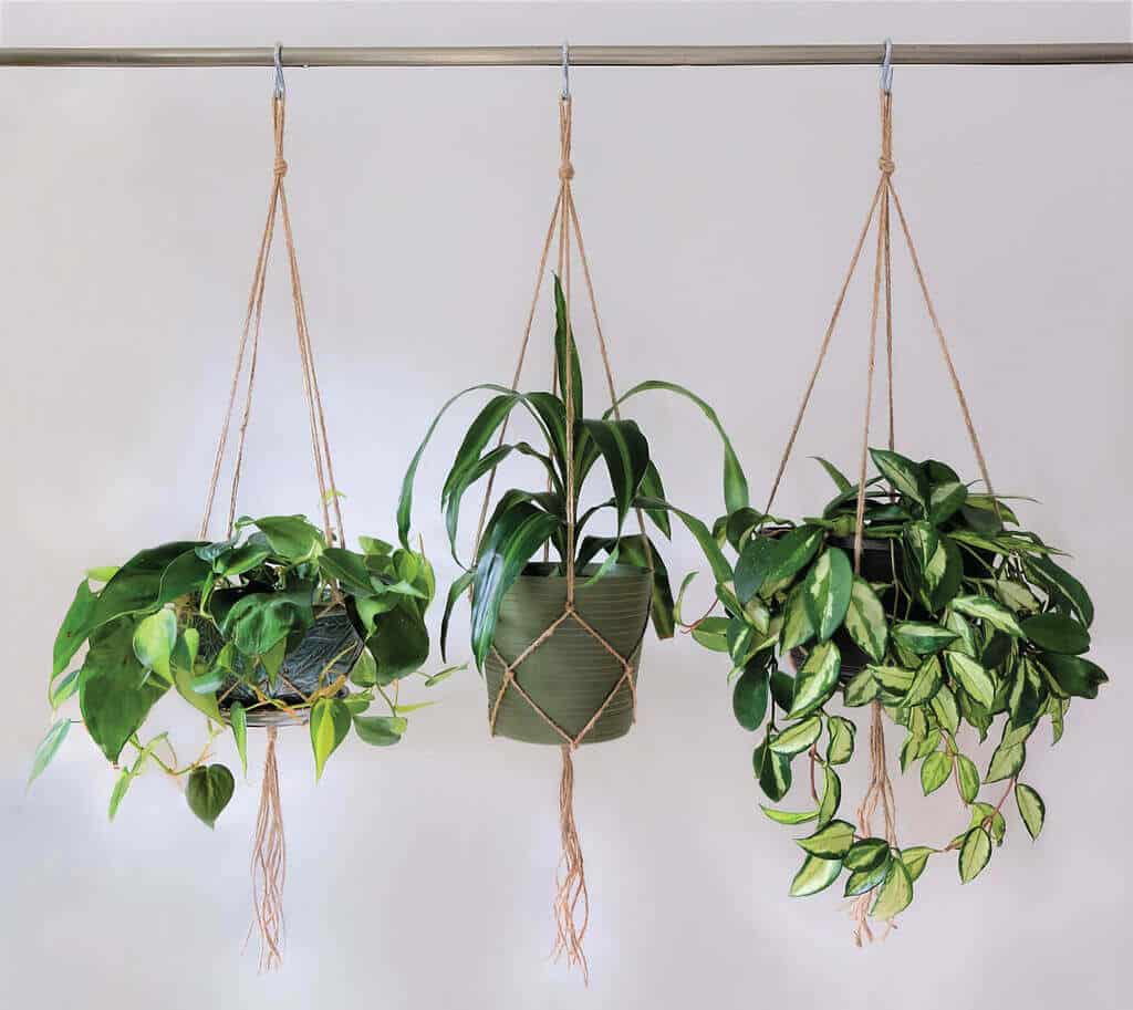 best hanging plants