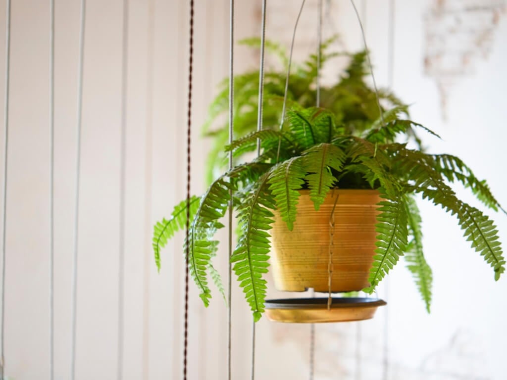 hanging plants indoor