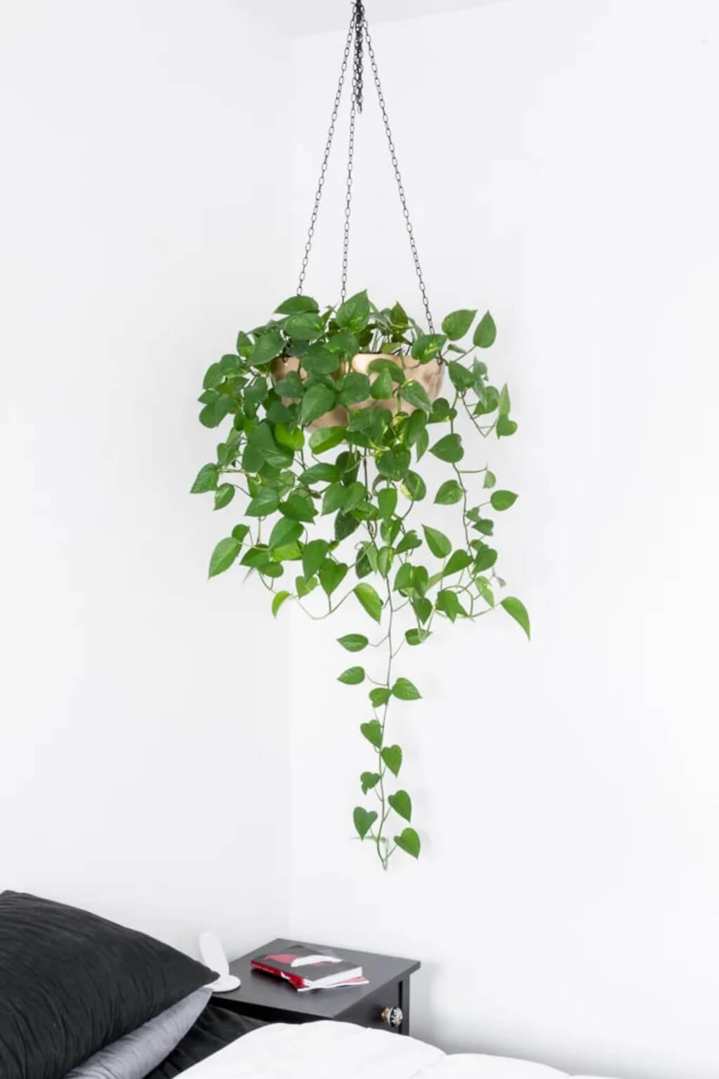 hanging plants indoor