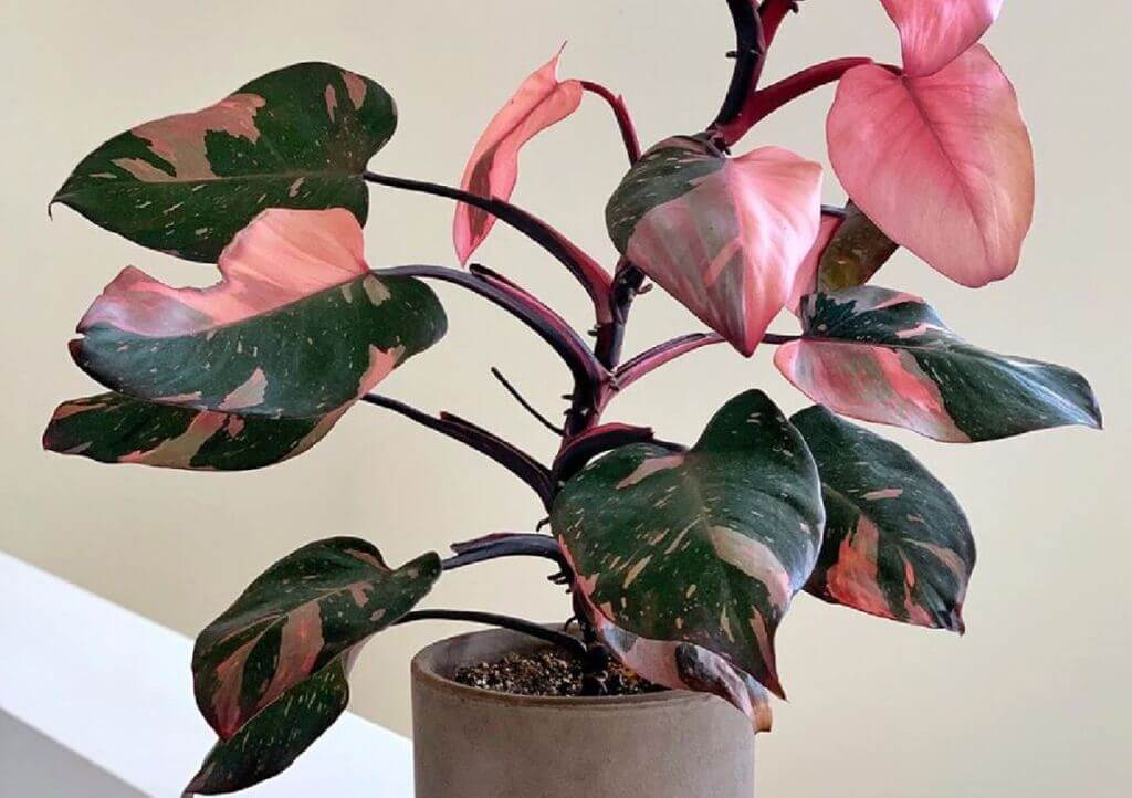 philodendron pink princess plant