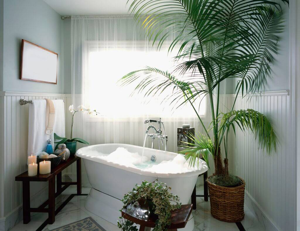 Add Some Plants to decorate your bathroom