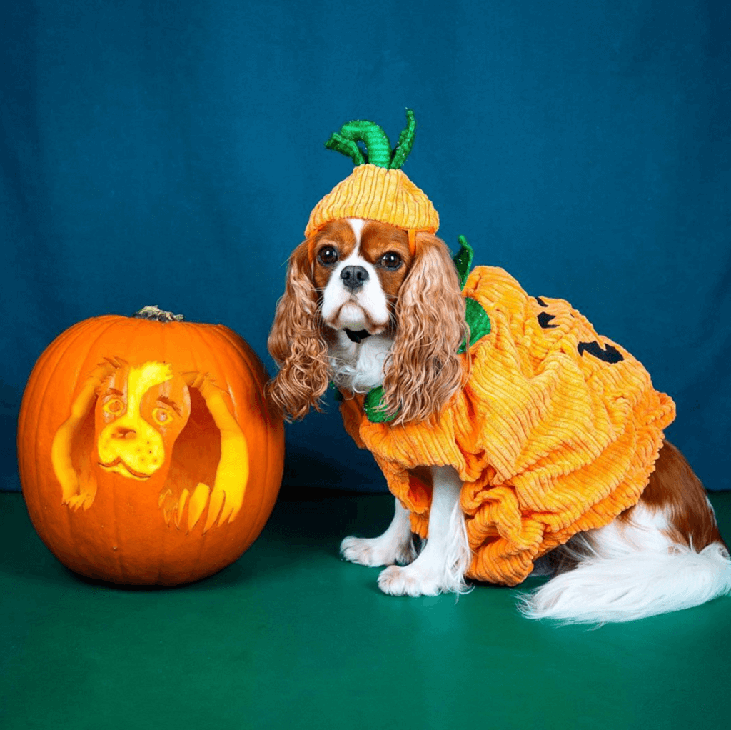 Your Dog’s Face pumpkin face ideas