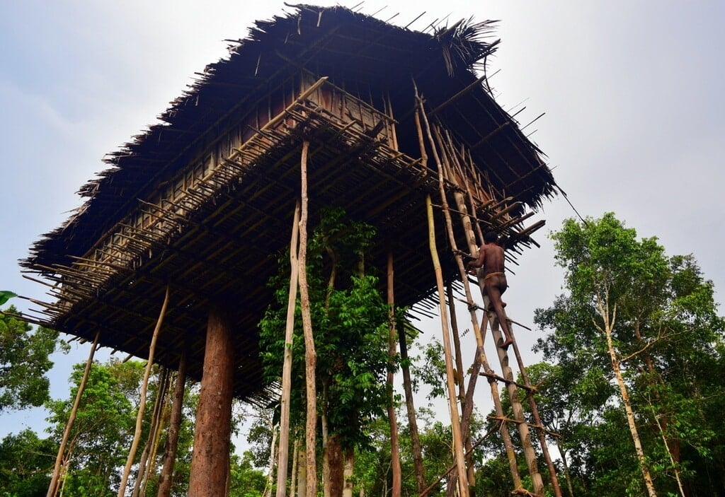 Korowai Tree Houses: Papua New Guinea