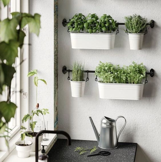Herbs on Kitchen Sink