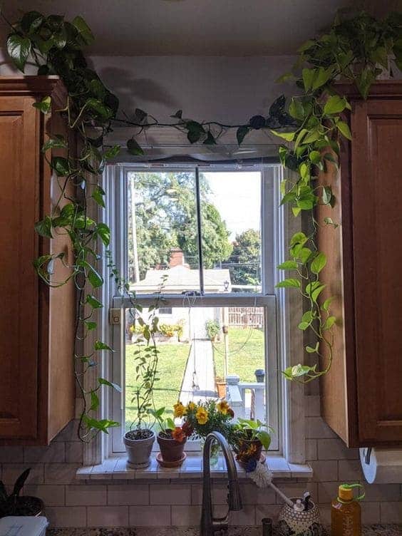  Kitchen Window With A Row of Posies 