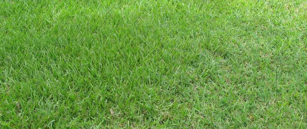 types of grass