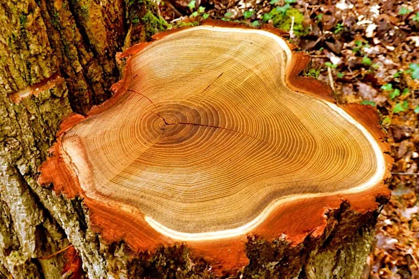 A tree that has been cut down in the forest
