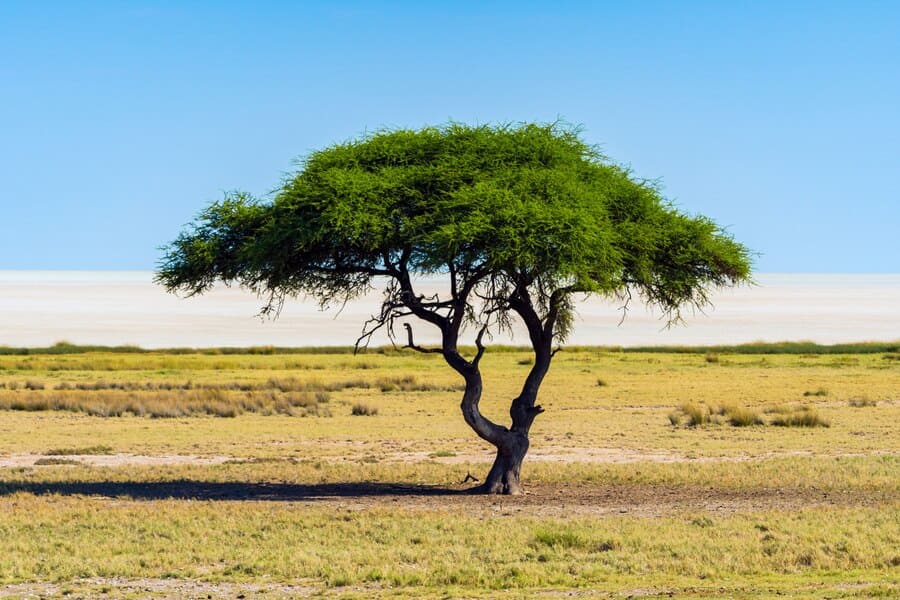 A lone Acacia tree in the middle of a plain
