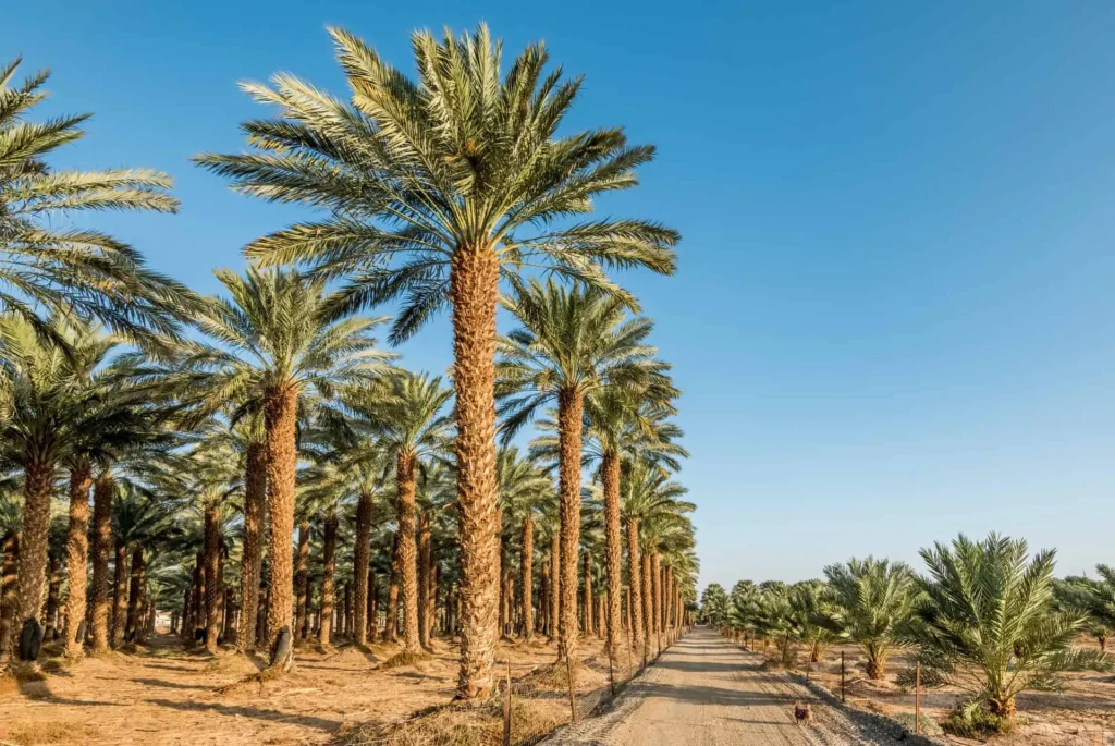 Dubai, The Palm Grove