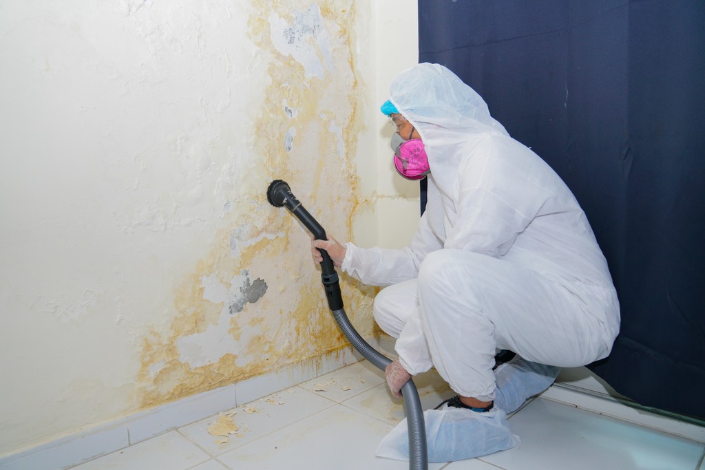 Mold Remediation Strategies 